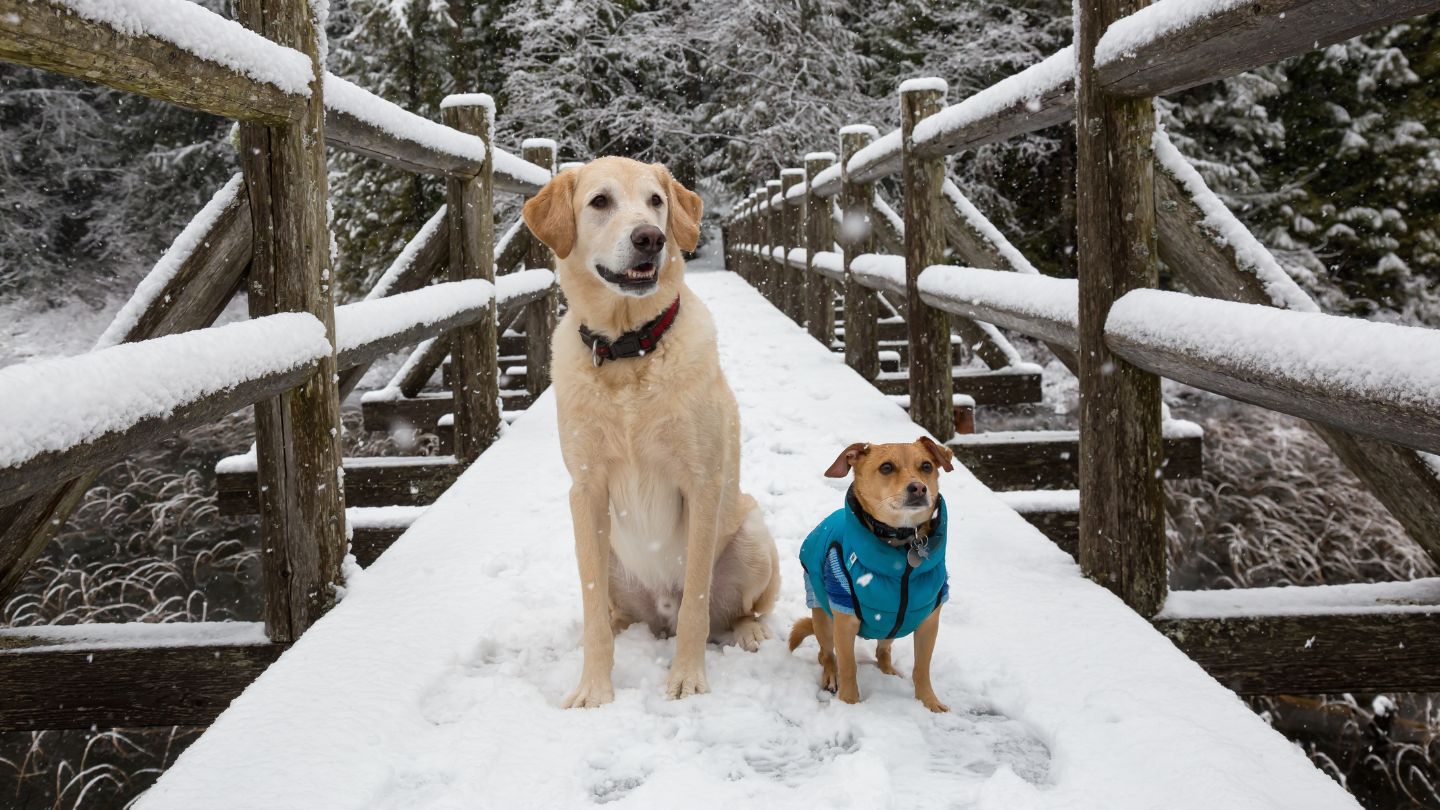 Debunking TOP 7 Winter Pet Care Myths: Essential Tips for Your Dog