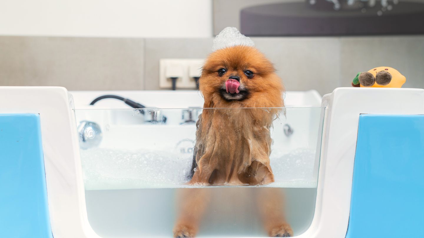 The Joy of Clean: How Grooming Boosts Your Pet