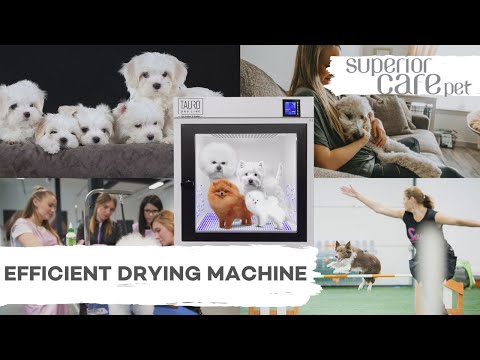 Pet drying machine